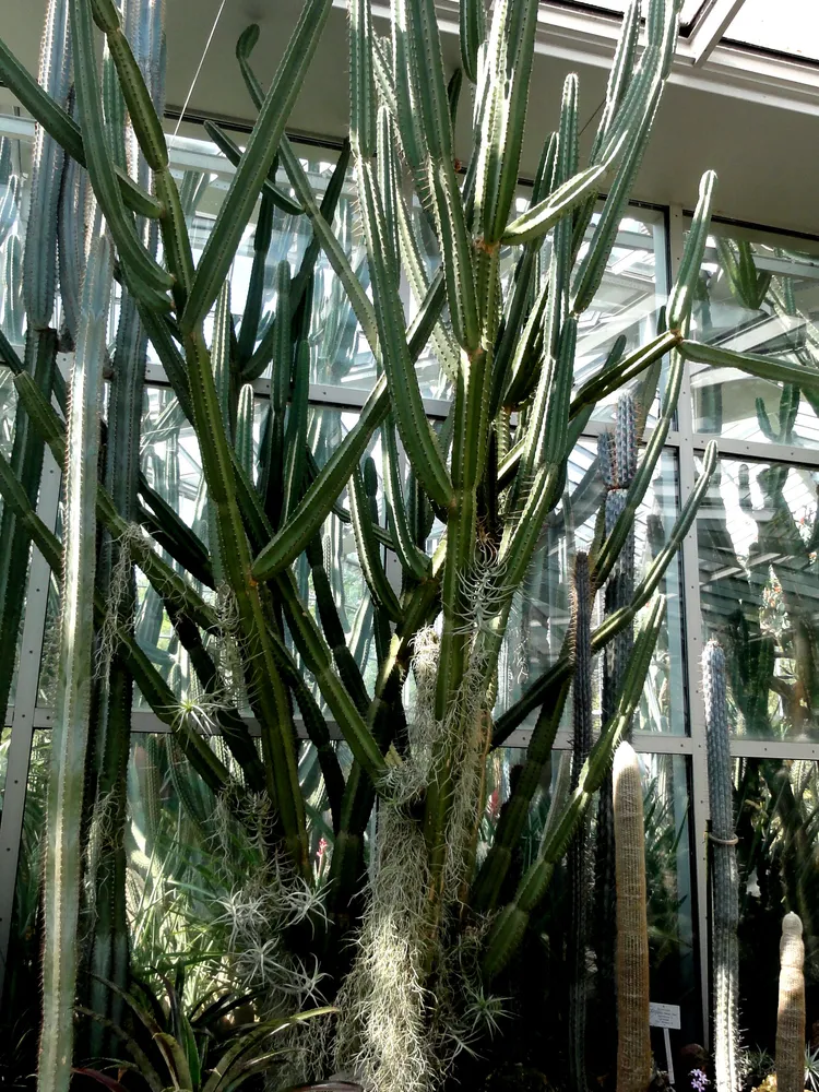 cereus forbesii plant showing characteristic features
