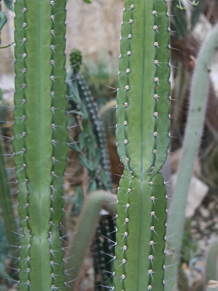 cereus forbesii plant showing characteristic features