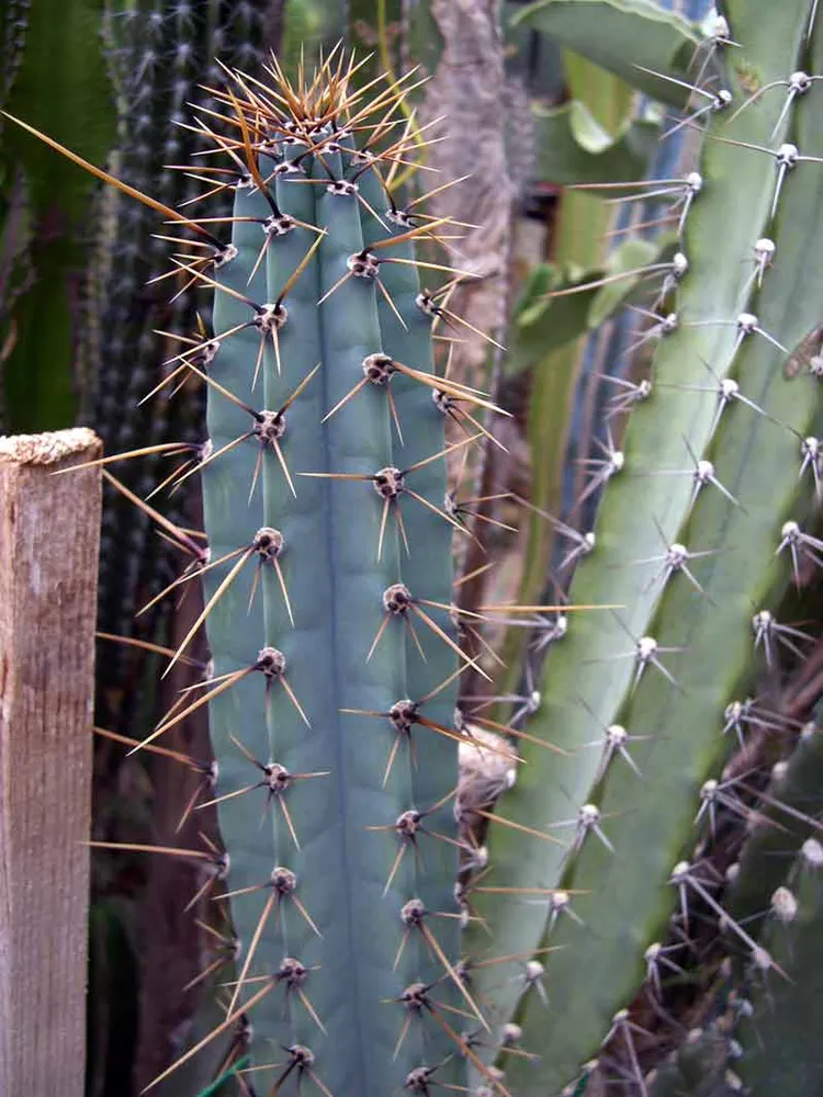 cereus forbesii plant showing characteristic features