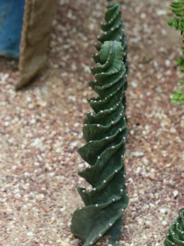 cereus forbesii plant showing characteristic features