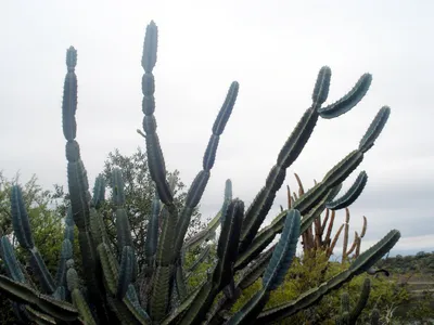 thumbnail cereus forbesii