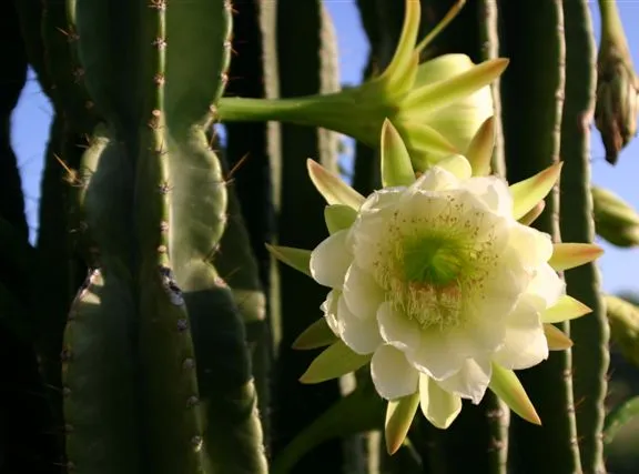cereus hildmannianus plant showing characteristic features
