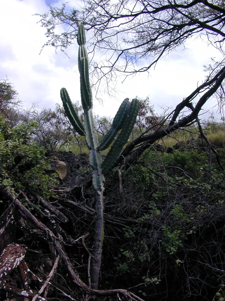 cereus hildmannianus plant showing characteristic features