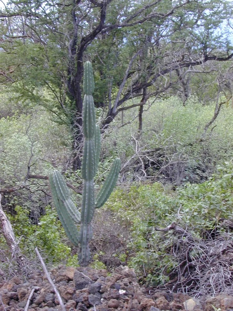 cereus hildmannianus plant showing characteristic features