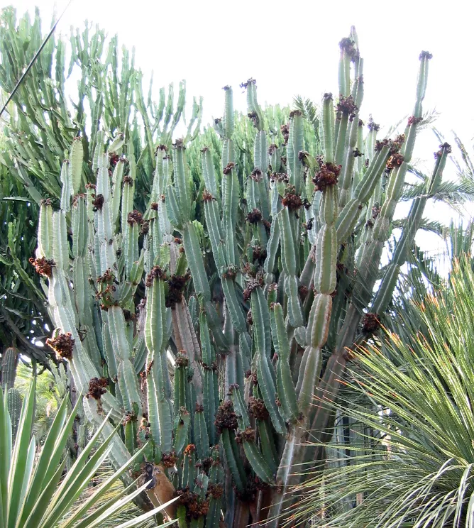 cereus hildmannianus plant showing characteristic features