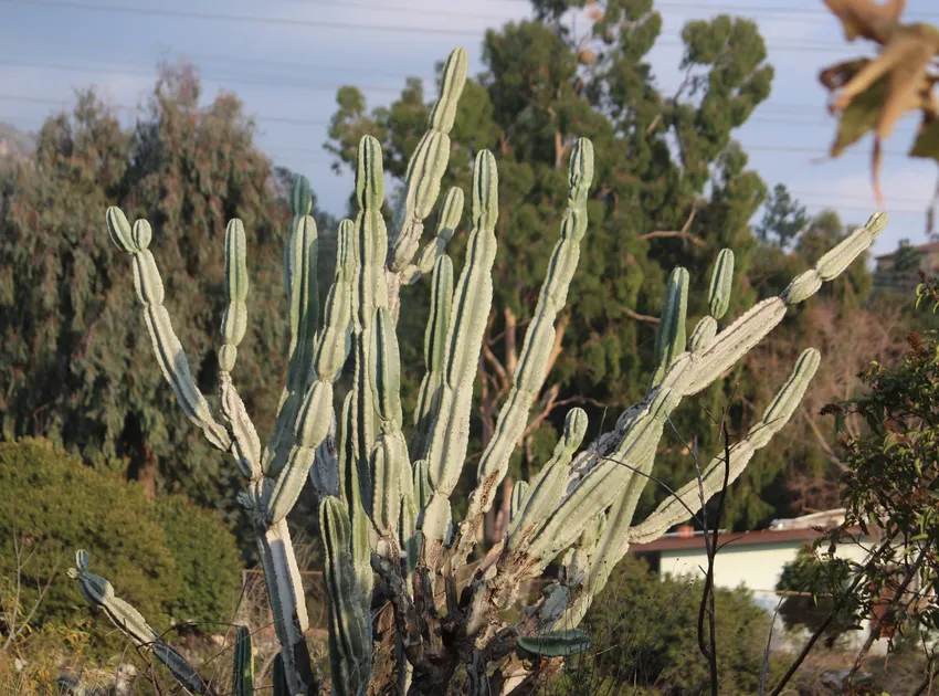 cereus hildmannianus plant showing characteristic features