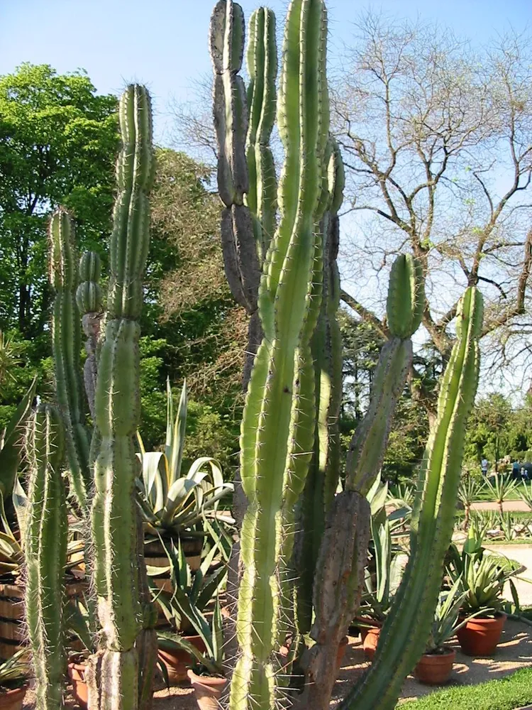 cereus jamacaru plant showing characteristic features