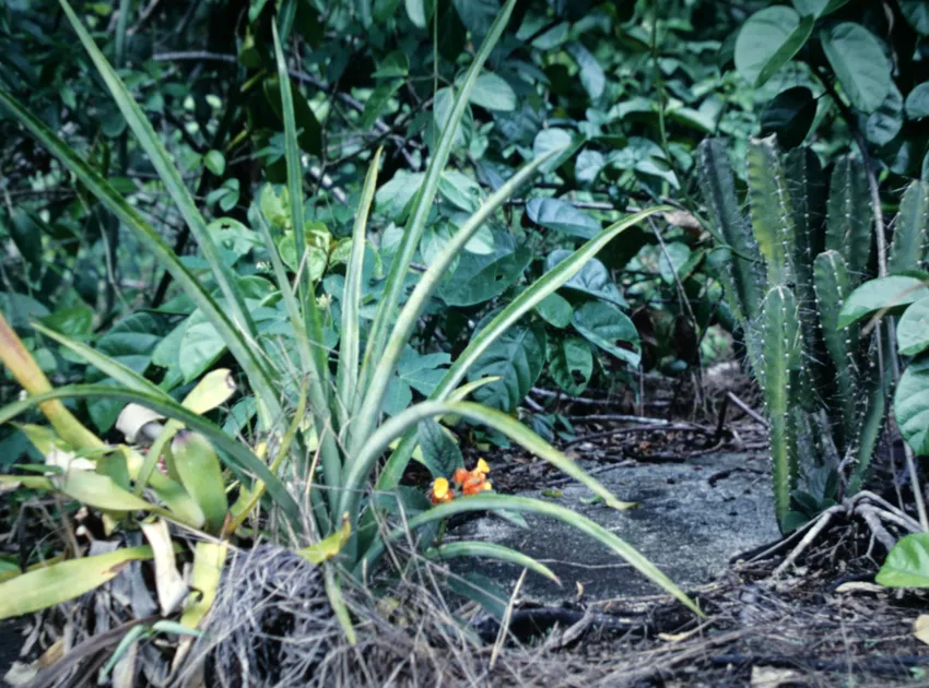 cereus jamacaru plant showing characteristic features