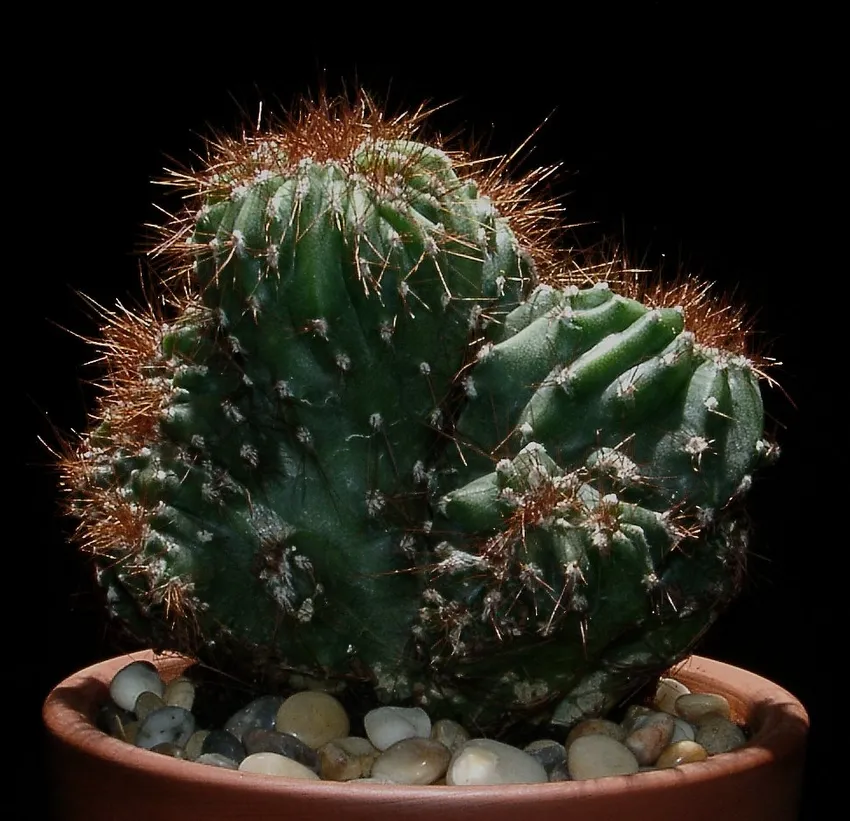 cereus jamacaru plant showing characteristic features