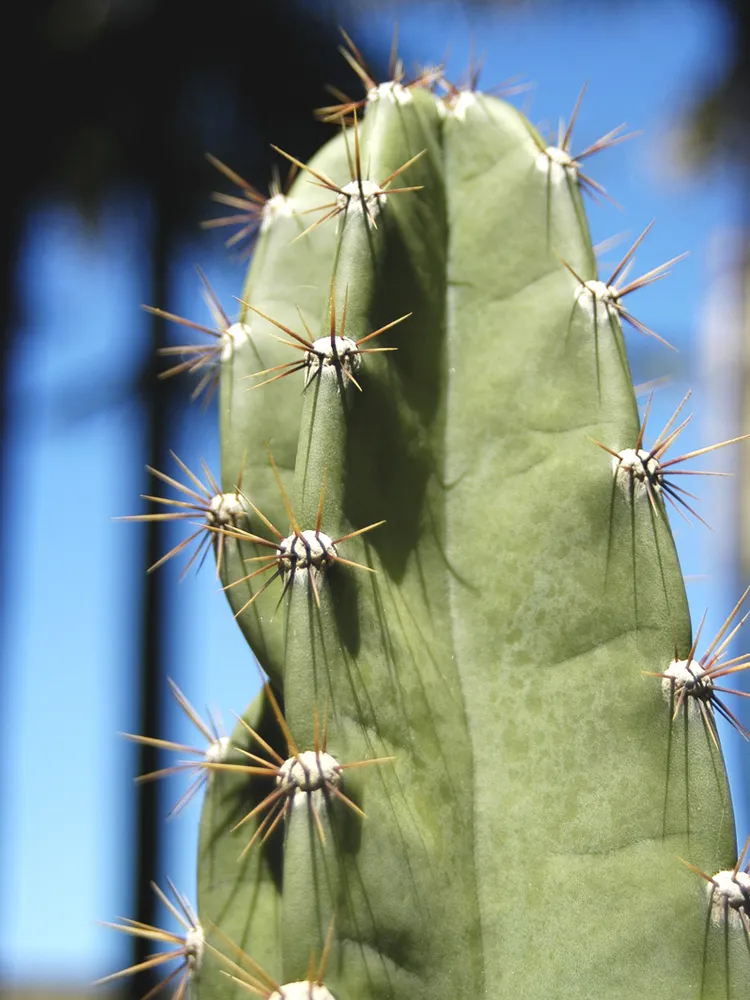 cereus jamacaru plant showing characteristic features