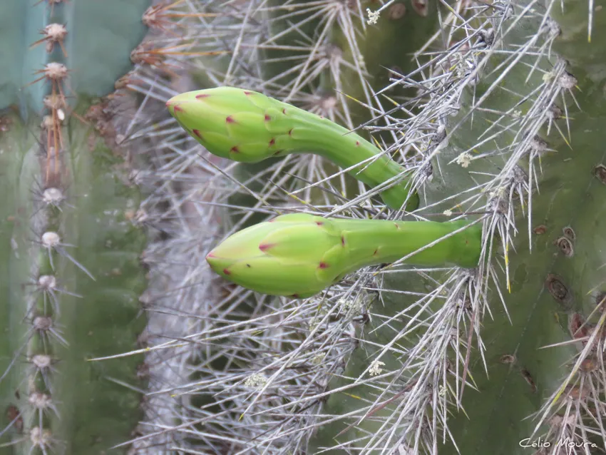 cereus jamacaru plant showing characteristic features