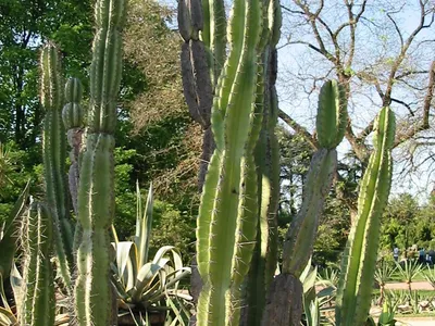 thumbnail cereus jamacaru