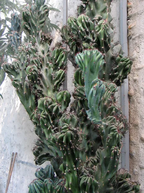 cereus peruvianus plant showing characteristic features
