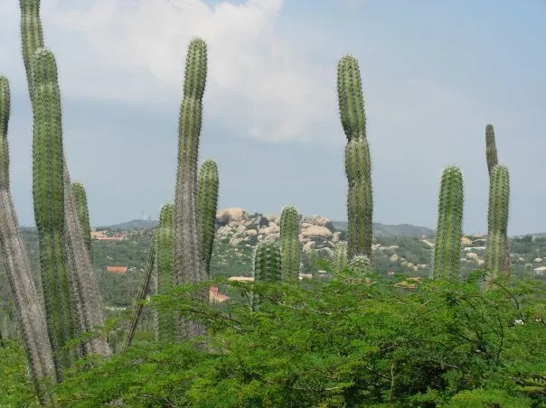 cereus repandus plant showing characteristic features