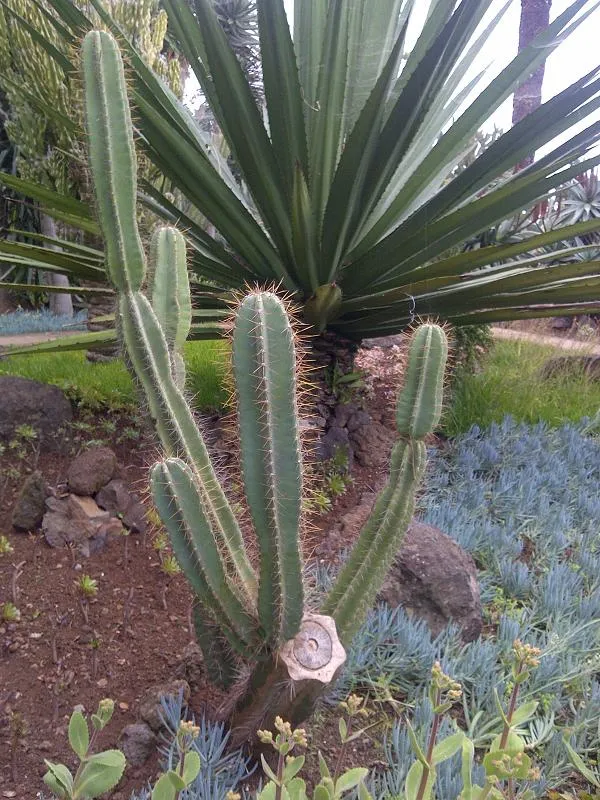 cereus repandus plant showing characteristic features