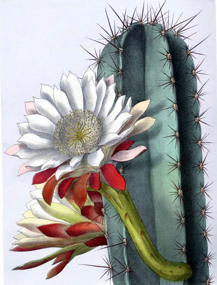 cereus repandus plant showing characteristic features