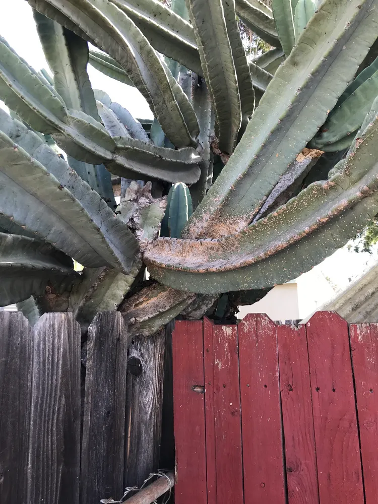 cereus repandus plant showing characteristic features