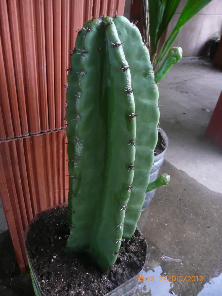 cereus stenogonus plant showing characteristic features
