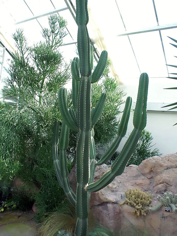 cereus stenogonus plant showing characteristic features