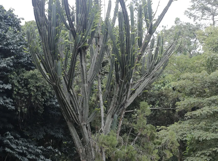 cereus stenogonus plant showing characteristic features