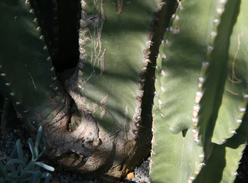 cereus stenogonus plant showing characteristic features