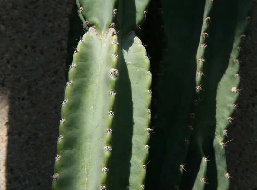 cereus stenogonus plant showing characteristic features