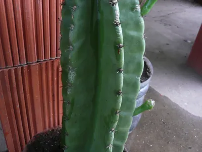 thumbnail cereus stenogonus