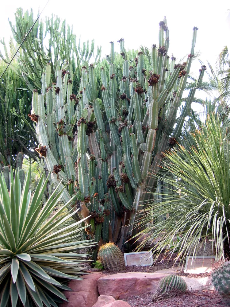 cereus validus plant showing characteristic features