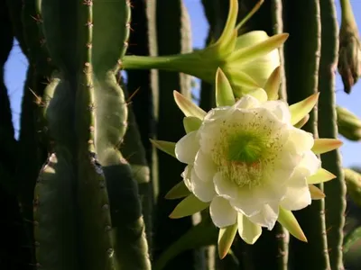 thumbnail cereus validus