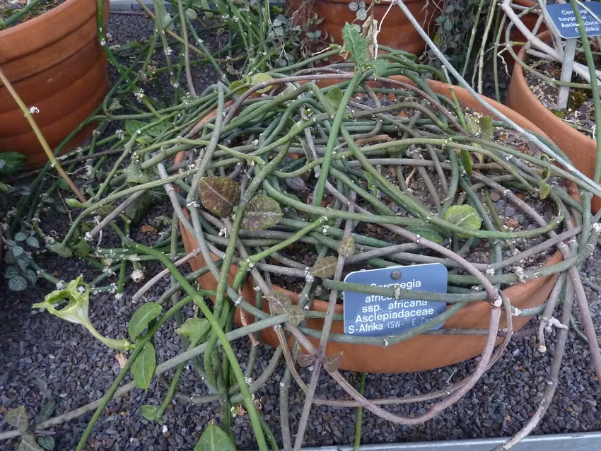 ceropegia africana plant showing characteristic features