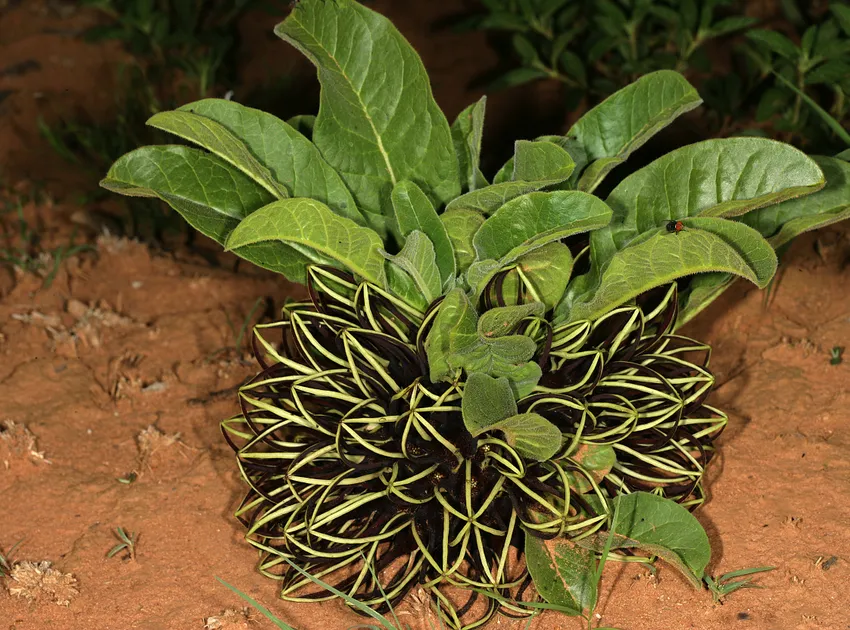 ceropegia africana plant showing characteristic features