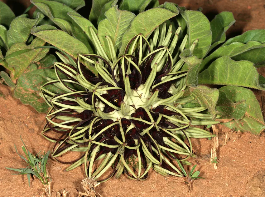 ceropegia africana plant showing characteristic features