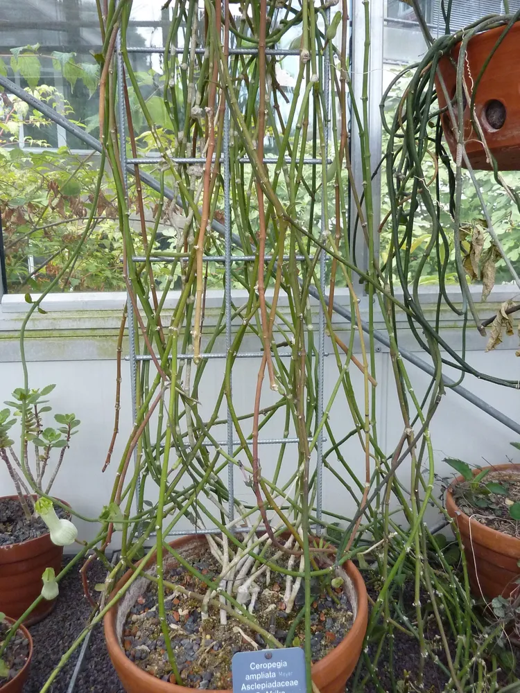 ceropegia ampliata plant showing characteristic features