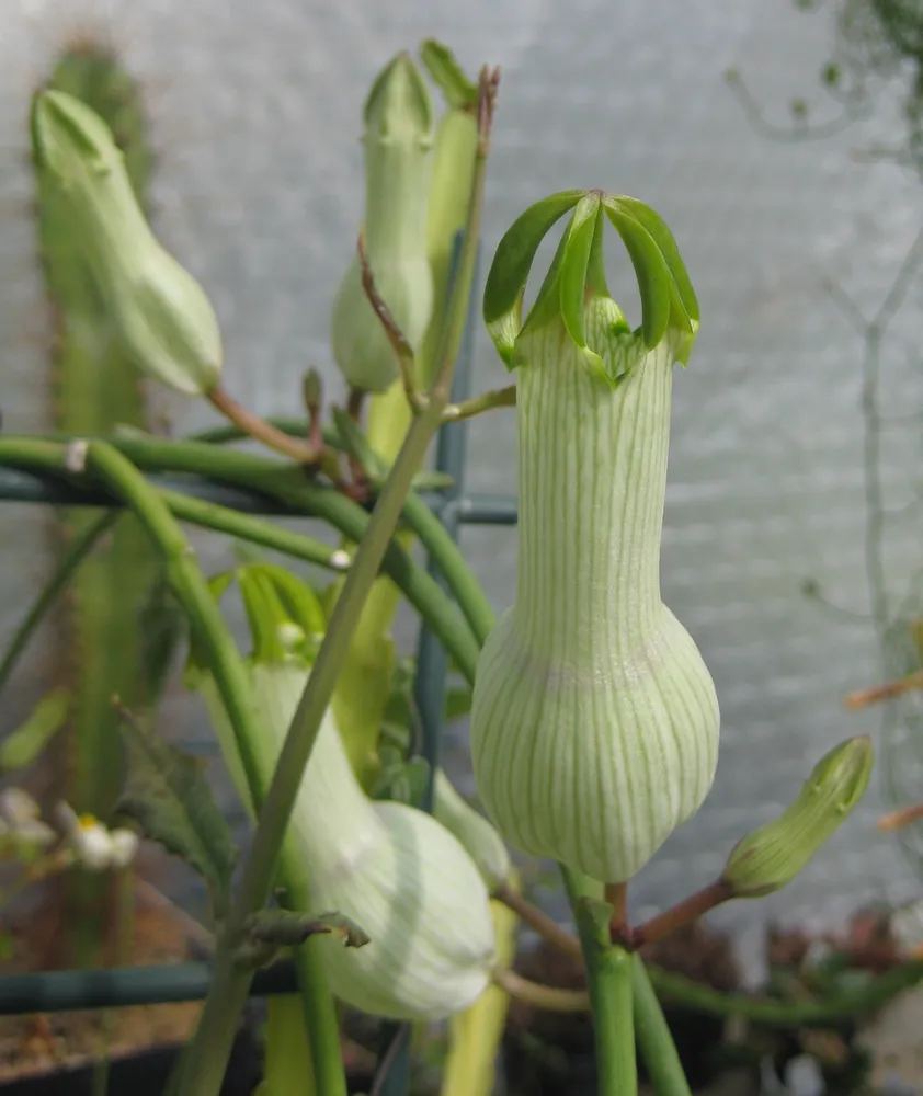 ceropegia ampliata plant showing characteristic features