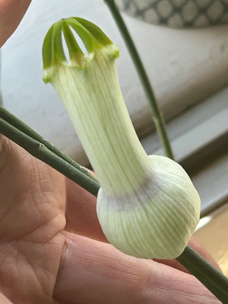 ceropegia ampliata plant showing characteristic features