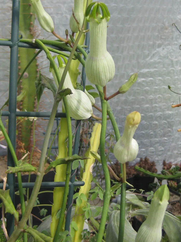 ceropegia ampliata plant showing characteristic features