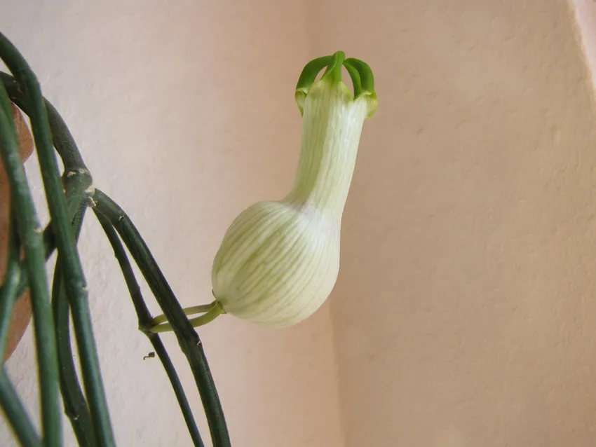 ceropegia ampliata plant showing characteristic features