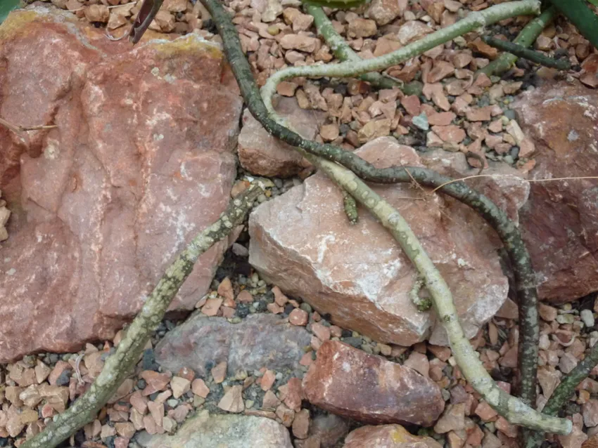 ceropegia cimiciodora plant showing characteristic features