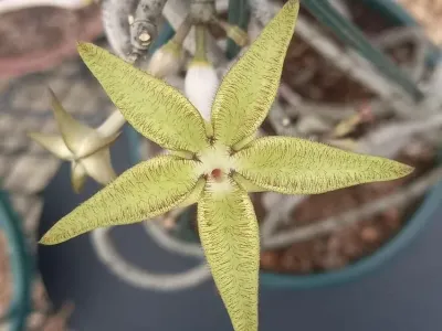 ceropegia cimiciodora thumbnail