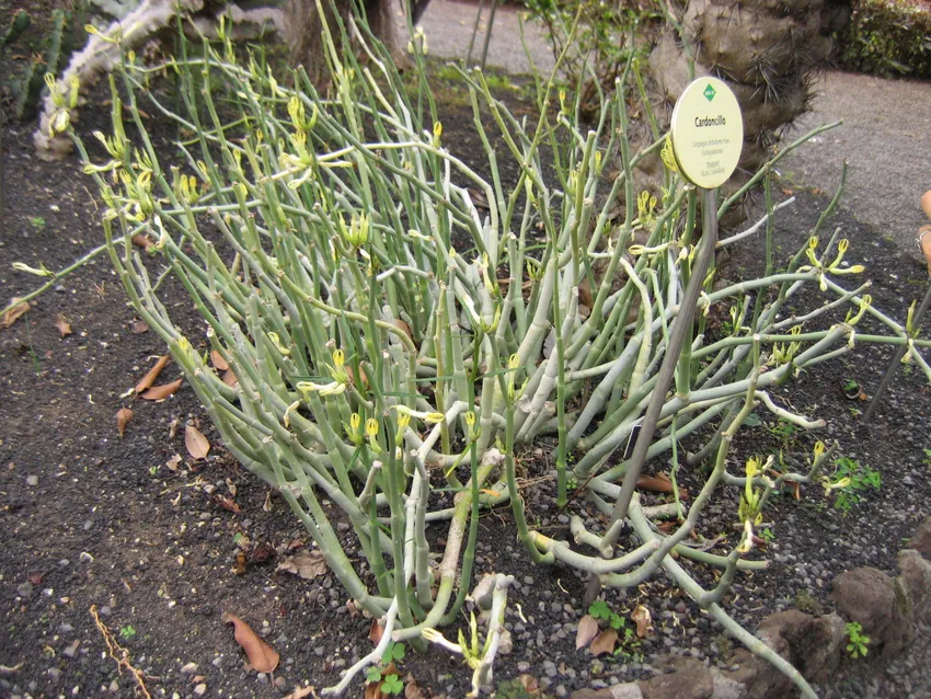 ceropegia dichotoma plant showing characteristic features