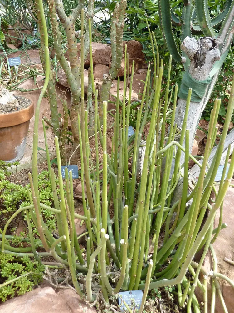 ceropegia dichotoma plant showing characteristic features