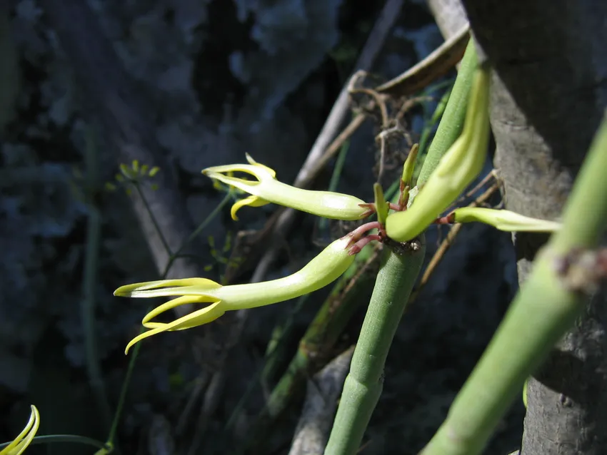 ceropegia dichotoma plant showing characteristic features