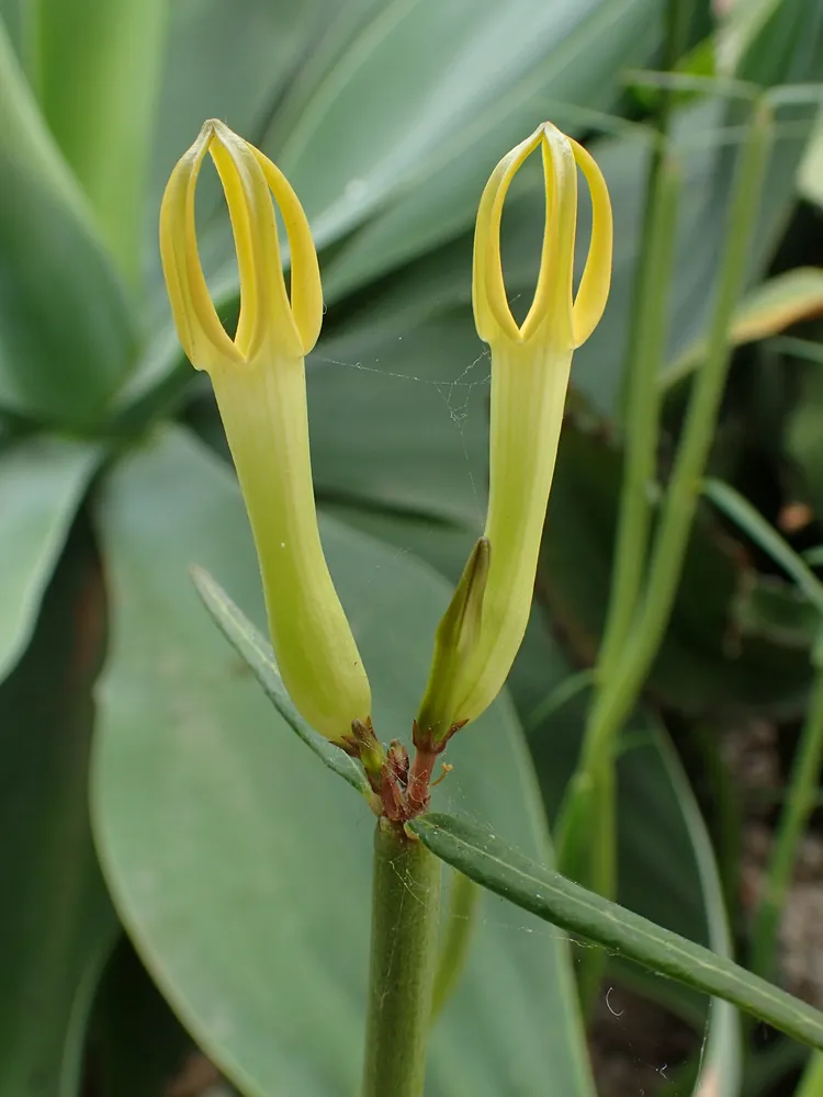 ceropegia dichotoma plant showing characteristic features