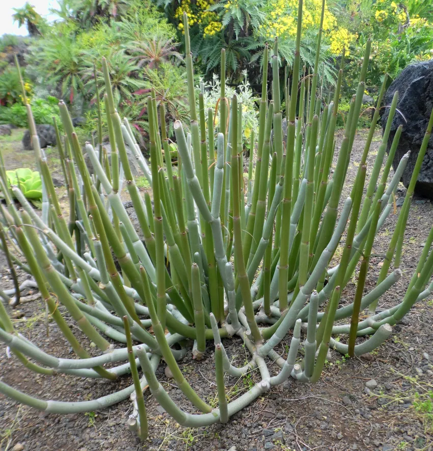 ceropegia dichotoma plant showing characteristic features