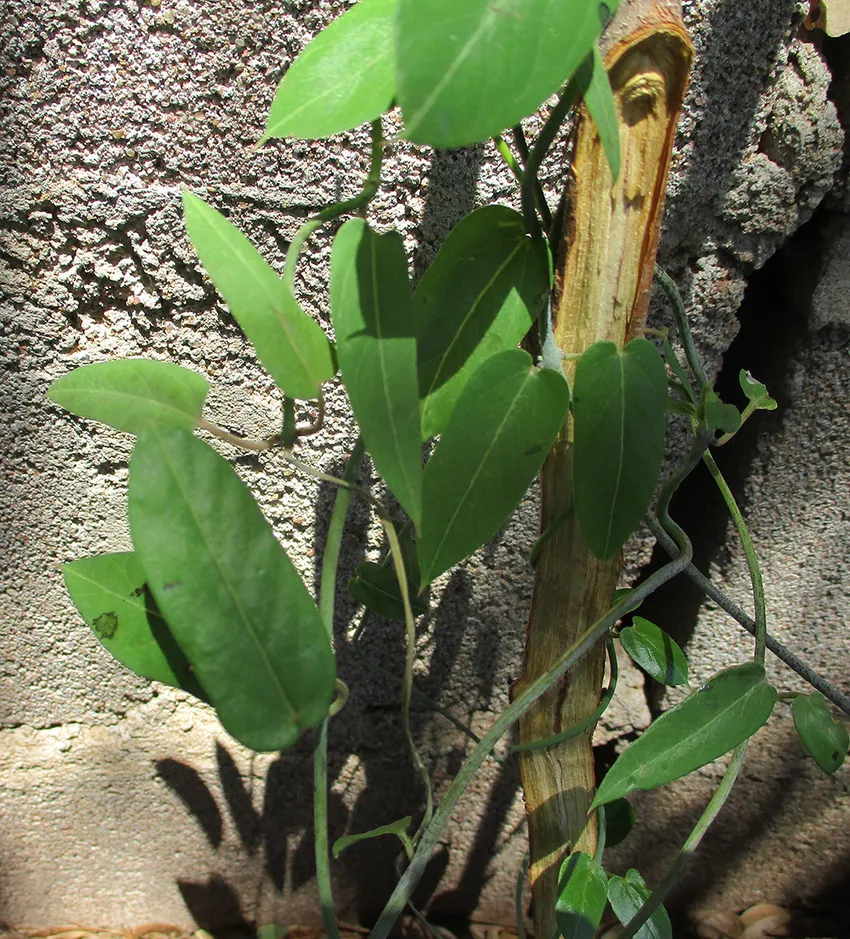 ceropegia distincta plant showing characteristic features