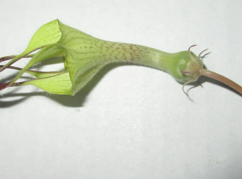 ceropegia distincta plant showing characteristic features