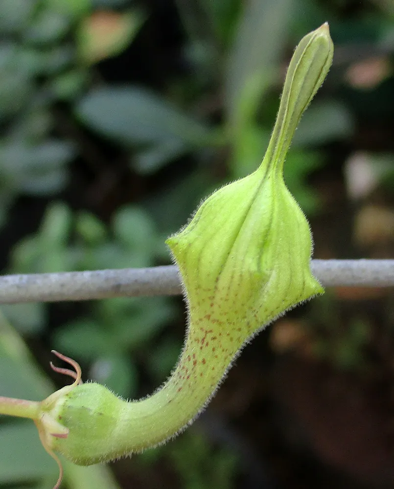 ceropegia distincta plant showing characteristic features