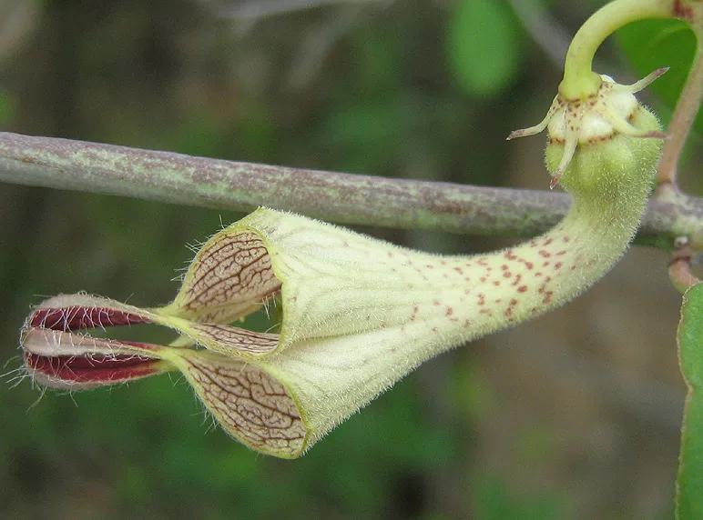 ceropegia distincta plant showing characteristic features