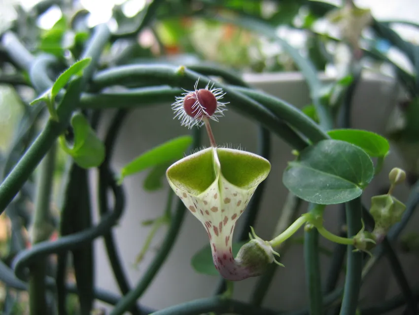 ceropegia haygarthii plant showing characteristic features