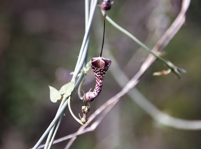 ceropegia haygarthii plant showing characteristic features